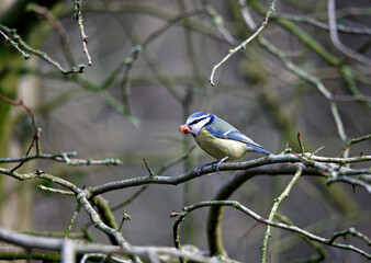 Blue tit perched in a tree eating a nut