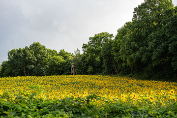 Sunflowers Plantation - Sunflower Field Agriculture