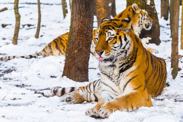 Siberian tiger in a snow covered area