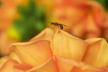 A red flying ant on a flower in a field. Macrophotography of an ant in the wild.