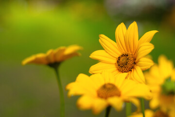 Obraz premium Green summer background with yellow flowers. Artistically blurred background with wildflowers for text.