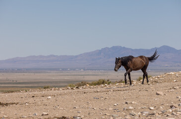 Wild Horse in the Utah Desert in Summer