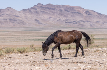 Wild Horse in the Utah Desert in Summer