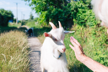 White goat in the meadow. The man stretches out his hand to pet the goat.