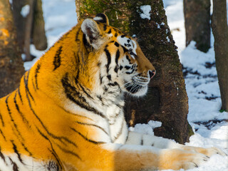 Siberian tiger in a snow covered area