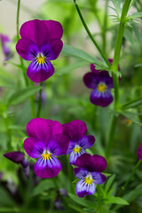 purple violet with buds blooms on a sunny meadow. flower closeup	Gardening, plantations and farms.