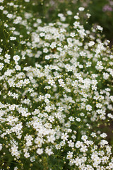 Blooming white gypsophila. Bright green foliage. Gardening, plantations and farms. natural background.