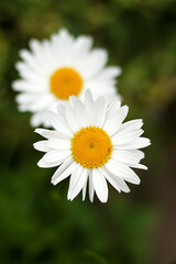 white chamomile blossoms on a green foliage background.  Gardening, plantations and farms. 