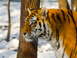 Siberian tiger in a snow covered area