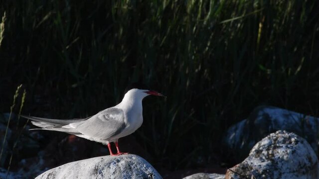 A tern sits on a stone. Adult common terns on the dark background.  Scientific name: Sterna hirundo. Ladoga lake. Russia.
