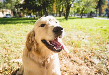Portrait of cute golden retriever dog at the park.