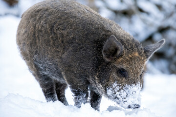 Young wild boar in the woods in winter