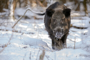  wild boar in the woods in winter