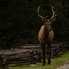 Young Bull Elk Stands Along Split Rail Fence