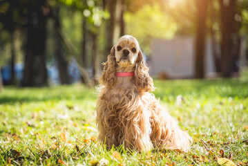 Portrait of cute american cocker spaniel dog at the park.