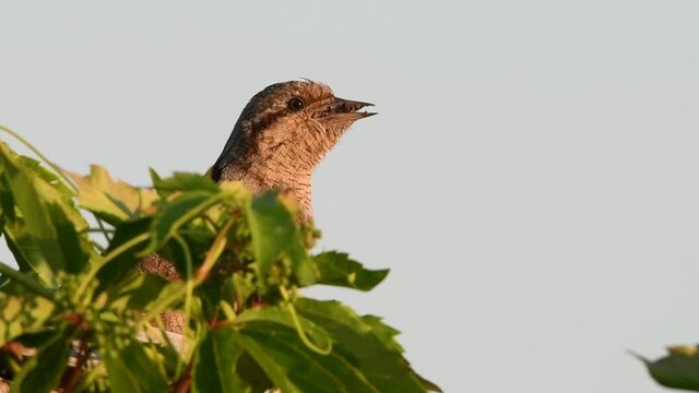 The bird holds ants and ant larvae in its beak. Eurasian wryneck or northern wryneck (Jynx torquilla).