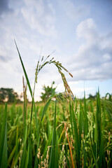 rice field view in the afternoon