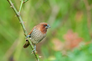 Bird, Scally-breasted Munia (Lonchura punctulata) perching on bush