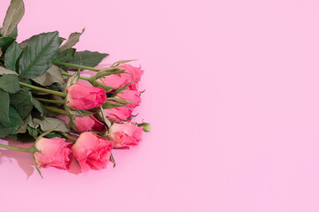 Fresh pink roses on pastel pink background with copy space, mockup