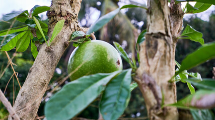 Maja fruit grows fresh in the garden