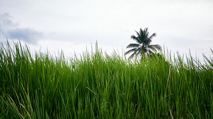 reed weeds grow wild in the plantation