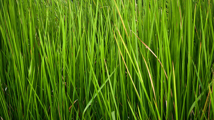 Obraz premium reed weeds grow wild in the plantation