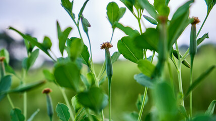 beautiful wild plant Senecio viscosus growing fresh