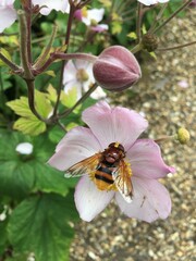 Bee on flower in English garden