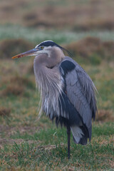 great blue heron
