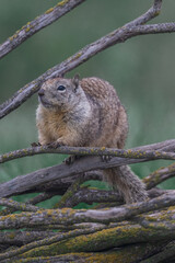 Ground squirrel resting on a branch