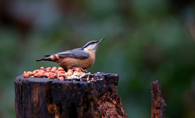 Nuthatch at a woodland feeding site