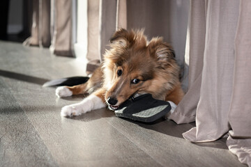 Puppy Shetland Sheepdog chewing on slippers lying on vinyl floor. Sable Sheltie dog with cute white...