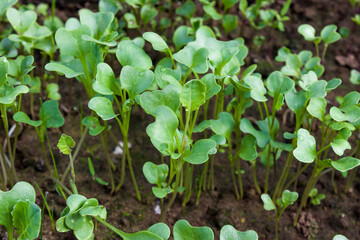 Radish sprouts in the garden