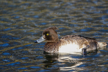 Tufted Duck, United Kingdom