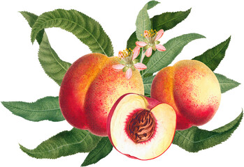 Fruit arrangement with pink peach fruits, blossom and green leaves, vintage botanical illustration