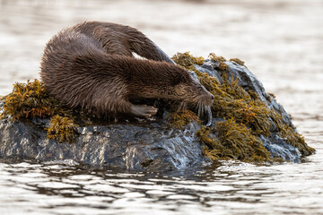 Close-up view of an Otter (Lutra lutra) on a rock on the coast of Mull, Scotland