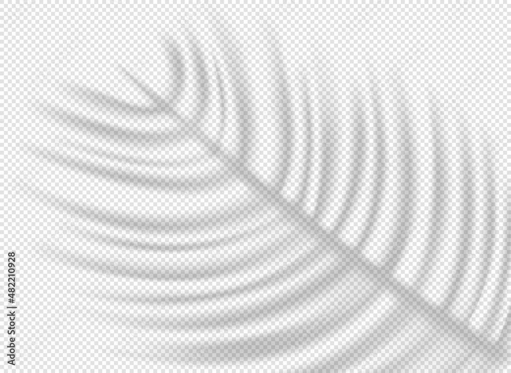 Poster Palm leaf shadow overlay effect on transparent background