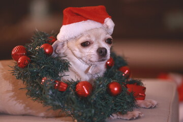 Christmas mini chihuahua dog with xmas decorative wreath, Christmas decoration