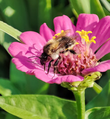 Bumble bee is sitting on a pink flower stock photo