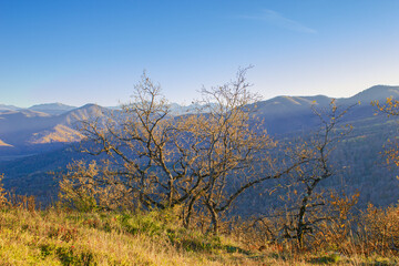Trees on the edge of a cliff