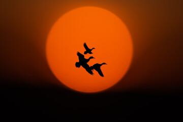 Fototapeta na wymiar sunset and flying ducks 