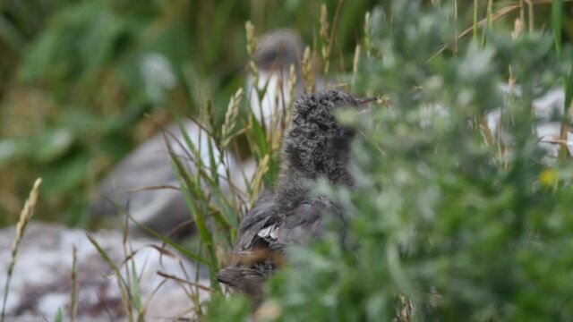 Baby bird of Common Tern.The Common Tern (Sterna hirundo) is a seabird of the tern family Sternidae. Natural habitat. Russia. Ladoga Lake.