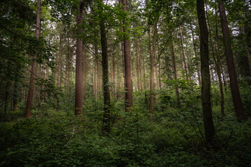 Fototapeta na wymiar Une forêt dans les Vosges en France