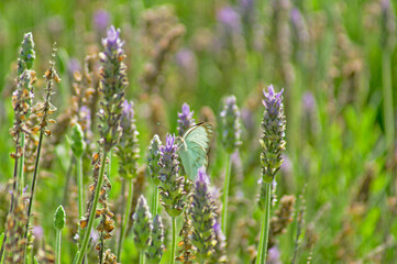 butterfly on lavender flower field (Lavandula angustifolia