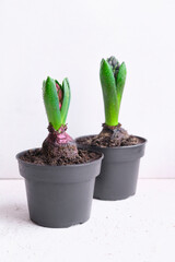 Blue and pink Hyacinth flovers in black pots. First spring flover with dew drops on white background. Buying houseplants and flowers for home gardening. Vertical orientation