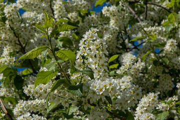 Blooming white bird cherry tree