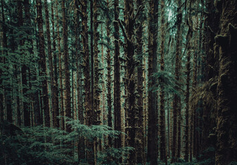 Obraz premium Trees very close together in the Hoh rainforest, Olympic National Park, Washington