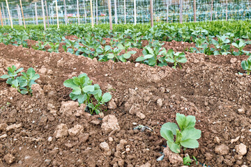 Young fava beans plants growing in the horticulture garden with drip irrigation system. Horticulture sostenible. Small business. Working in the garden as a hobby in new normal.