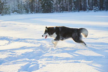 dog siberian husky jumping in the snow, the dog is playing in the winter in the field