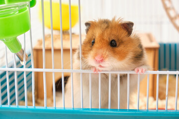 cute fluffy tricolor long haired syrian hamster in a cage - obrazy, fototapety, plakaty